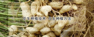 花生种植技术 花生种植方法,第1图