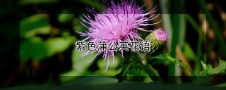 紫色蒲公英花语,第1图