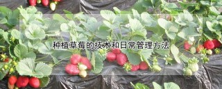 种植草莓的技术和日常管理方法,第1图