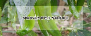 种植辣椒的管理技术和病虫害,第1图