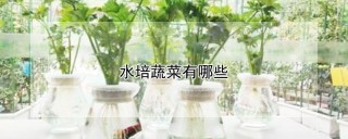 水培蔬菜有哪些,第1图