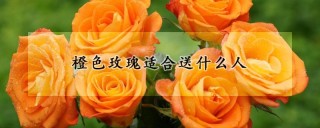 橙色玫瑰适合送什么人,第1图