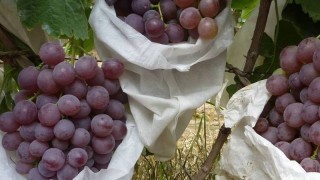 葡萄的品种有哪些,第1图