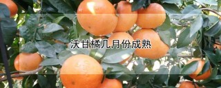 沃甘橘几月份成熟,第1图