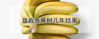 盆栽香蕉树几年结果,第1图