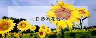 向日葵有花粉吗,第1图