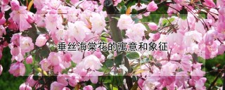 垂丝海棠花的寓意和象征,第1图