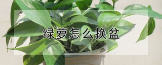 绿萝怎么换盆,第1图