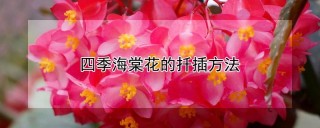 四季海棠花的扦插方法,第1图