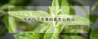 茶树叶子发黄枯萎怎么救活,第1图