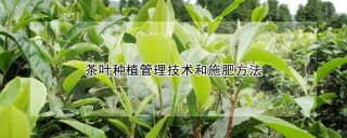 茶叶种植管理技术和施肥方法,第1图