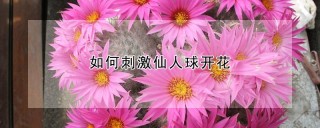 如何刺激仙人球开花,第1图