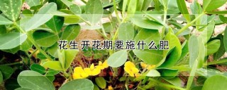 花生开花期要施什么肥,第1图