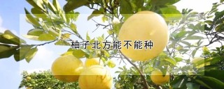 柚子北方能不能种,第1图