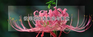 彼岸花花语象征与寓意,第1图