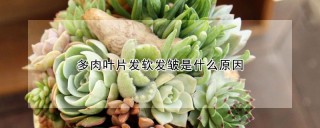 多肉叶片发软发皱是什么原因,第1图