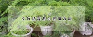 文竹盆栽怎么养殖方法,第1图