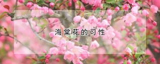 海棠花的习性,第1图