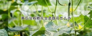 黄瓜没有雌花全是雄花怎么办,第1图