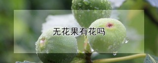 无花果有花吗,第1图