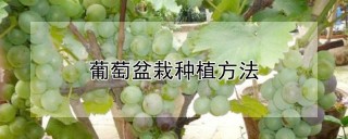 葡萄盆栽种植方法,第1图