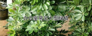 办公室常见大型绿植,第1图