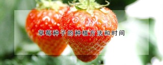 草莓种子的种植方法和时间,第1图