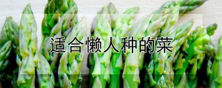 适合懒人种的菜,第1图