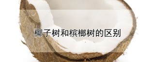 椰子树和槟榔树的区别,第1图