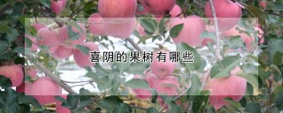 喜阴的果树有哪些,第1图