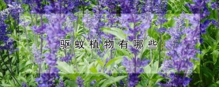 驱蚊植物有哪些,第1图