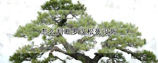 怎么判断罗汉松死没死,第1图