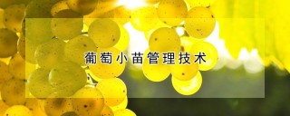 葡萄小苗管理技术,第1图