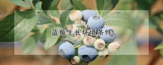 蓝莓生长环境条件,第1图