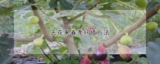 无花果春季扦插方法,第1图