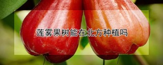 莲雾果树能在北方种植吗,第1图