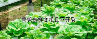 莴笋怎样变粗且不开裂,第1图