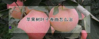 苹果树叶子卷曲怎么治,第1图