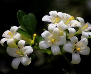 九里香花香的味道对人体有害吗，有害/导致头晕、胸闷,第4图