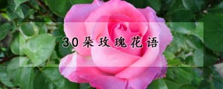 30朵玫瑰花语,第1图