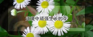 逆境中顽强生长的花,第1图