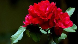 红蔷薇的花语,第1图