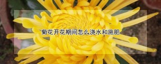 菊花开花期间怎么浇水和施肥,第1图