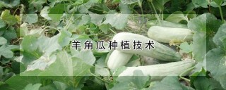 羊角瓜种植技术,第1图