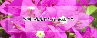 深圳市花是什么花,象征什么,第1图