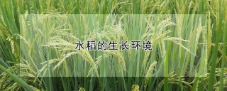 水稻的生长环境,第1图