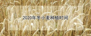 2020年冬小麦种植时间,第1图