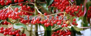 富贵子一年开几次花,第1图