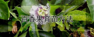 百香果育苗方法,第1图