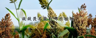 敌敌畏不能打哪些植物,第1图